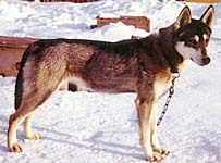 Auna of Markovo, Seppala Siberian Husky female, grand-dam of Seppala Siberian Sleddog foundation bitch Karcajou's Dreama of Windigo.