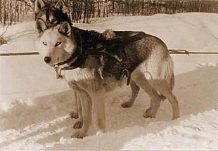 Bayou of Foxstand, Seppala Siberian Husky
