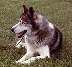 Ditko of Seppala was the dog who inspired the Markovo rescue.