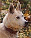 Dreama, an original Seppala husky