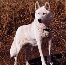 LYL OF SEPSEQUEL, Seppala Siberian Sleddog ancestor