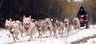 Ritter's Seppala team in training