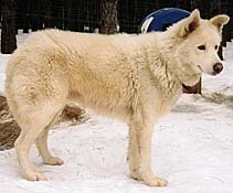 Zeus of Sepp-Alta II, a Markovo Seppala