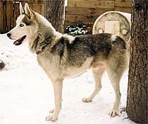 Zorro of Sepp-Alta, a Markovo Seppala